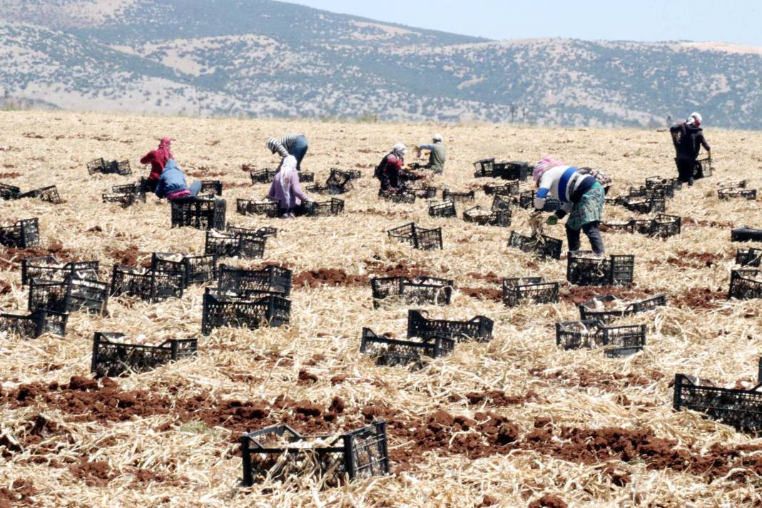 Tarlada 50 markette 100 lira! 8 bin işçiyle hasadı başladı - Resim: 6